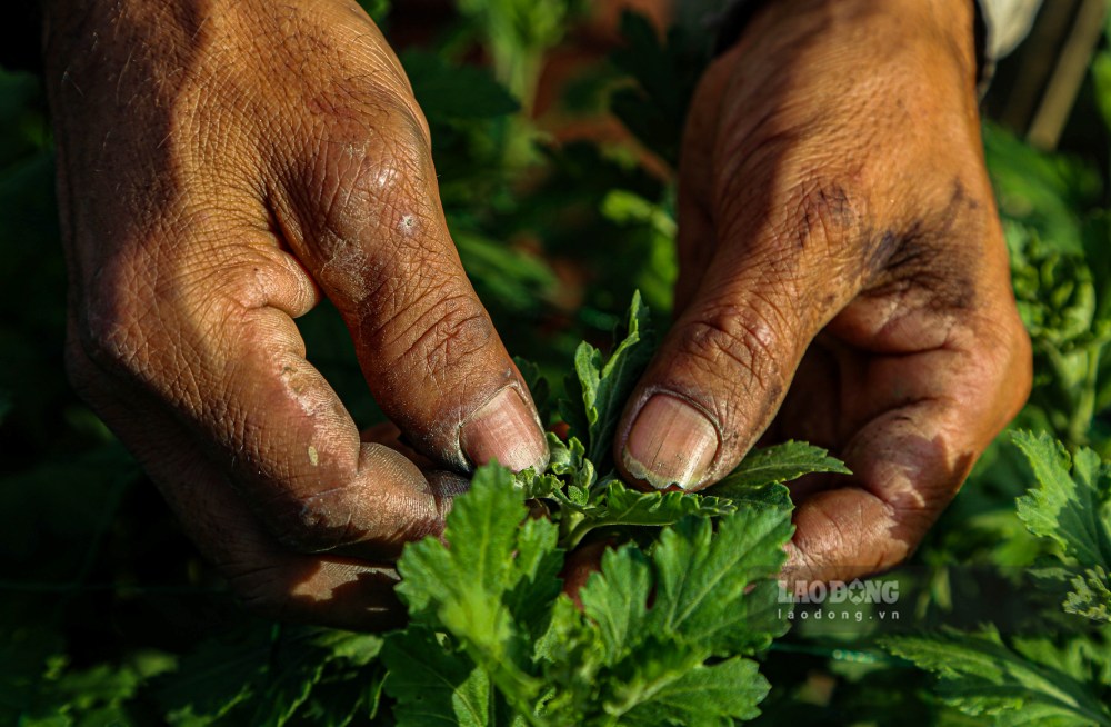 Hien cac vuon hoa buoc vao giai doan cham soc cao diem voi viec tuoi nuoc dinh ky 2–3 lan moi ngay, giu am va theo doi chat che sau benh.