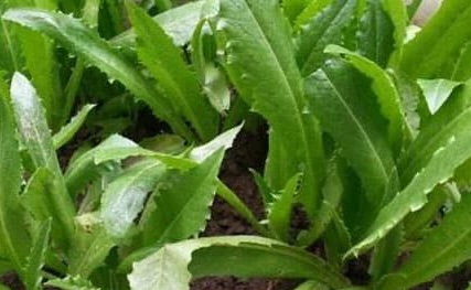 This is a vegetable that can supplement plant calcium for the body. Photo: Kieu Vu