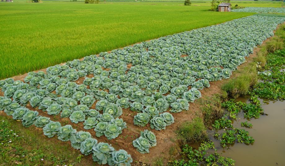 채소 재배 지역의 농부들이 설날 시장에 공급하기 위해 양배추, 갓으로 전환하고 있습니다. 사진: 프엉안