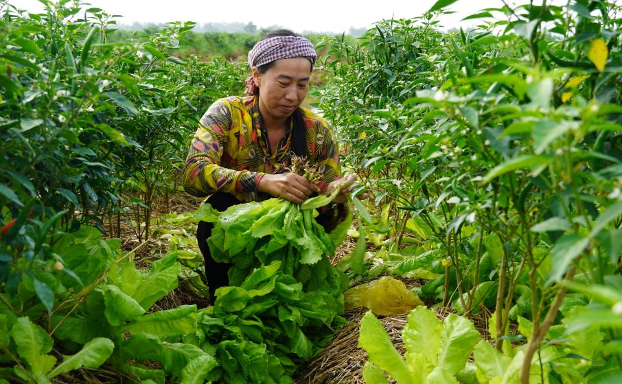 Sau thoi gian tang gia len toi 20.000 dong/kg, hien rau xa lach tai nhieu vung trong o TP Can Tho chi con 3.000–4.000 dong/kg. Anh: Phuong Anh