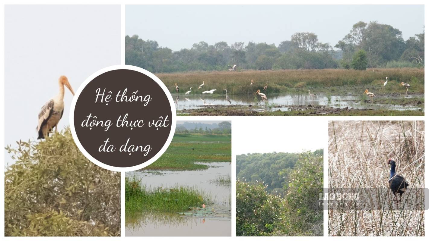 He thong dong thuc vat phong phu tai VQG Tram Chim. Anh do hoa: Ngoc Ty.