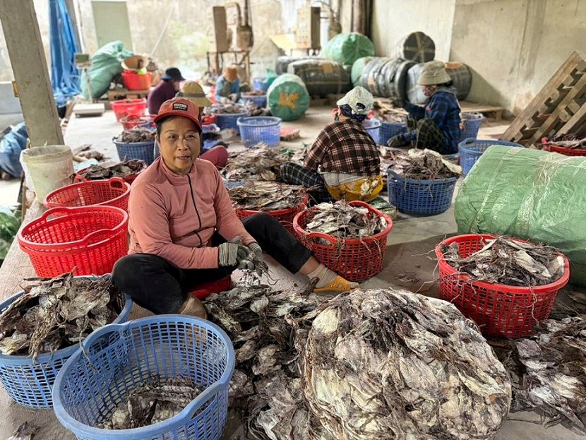 Record squid prices increase, favorable output makes Quang Ngai fishermen very excited. Photo: Vien Nguyen
