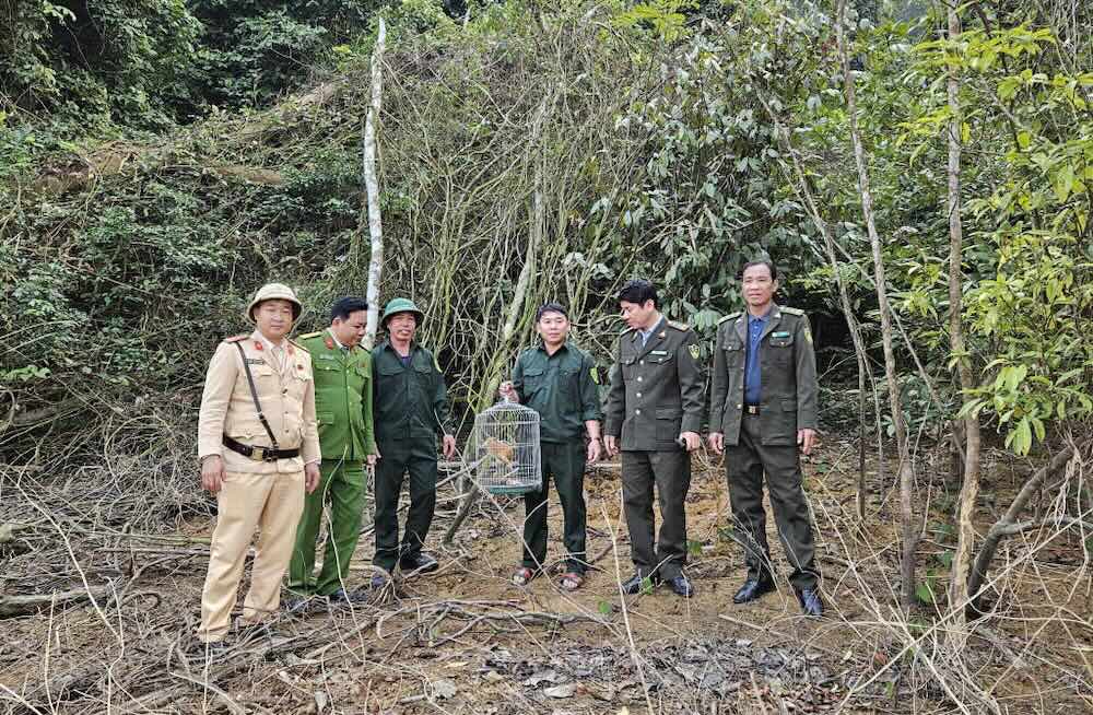 Rare culi species released back to the natural forest in Thanh Hoa. Photo: Minh Hoang