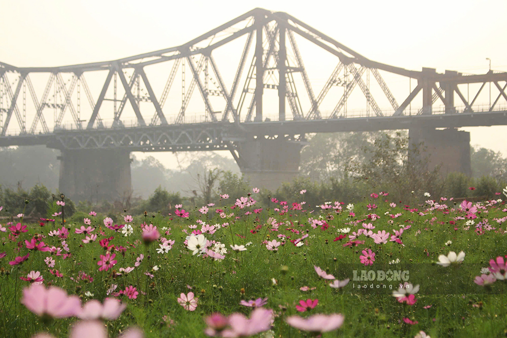 Ben hoa voi muon sac hoa rung rinh trong nang duoi chan cau Long Bien mang den diem checkin dep cho nguoi dan, dong thoi la niem hanh phuc cua nhung nguoi da gop suc lam nen ve dep tho mong ven song Hong cua Thu do. 