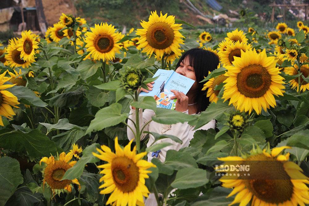 Nam nay, vuon hoa da duoc trong nhieu loai hoa nhu huong duong, hoa cai…tao nen suc hut lon tren cac nen tang mang xa hoi, dan den viec luong khach do ve day tang dot bien so voi nhung nam truoc. 