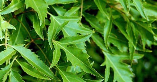 딩랑 잎은 불면증을 완화할 수 있지만 모든 사람이 사용해야 하는 것은 아닙니다. 사진: 키에우 부