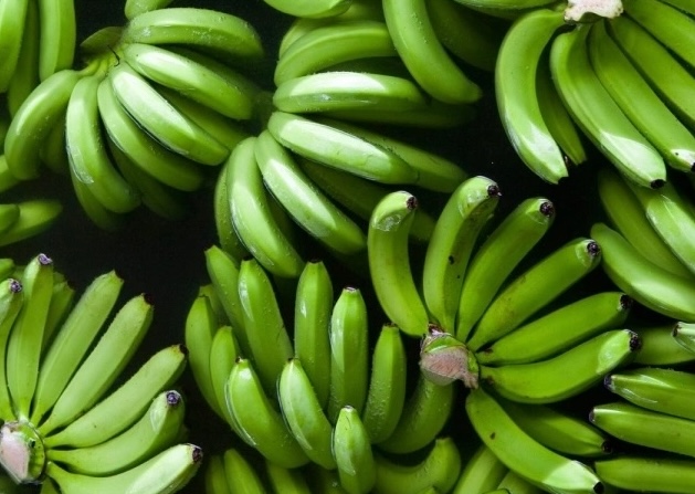 Should understand the weight loss effects of green bananas correctly. Photo: Kieu Vu