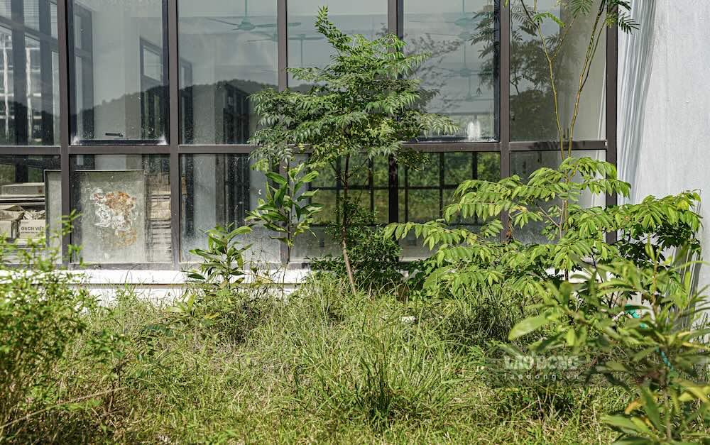 Khuon vien xung quanh thu vien co dai moc um tum, nhieu khu vuc bi che phu boi cay bui, khong duoc cat tia, don dep. 