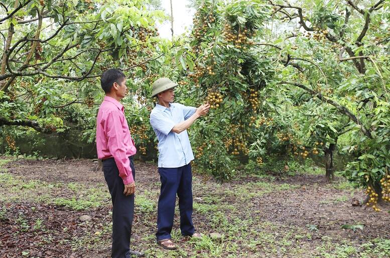 民族宗教省によると、全国の貧困率は約1%に減少し、少数民族の貧困率は約11%になりました。写真:VGP