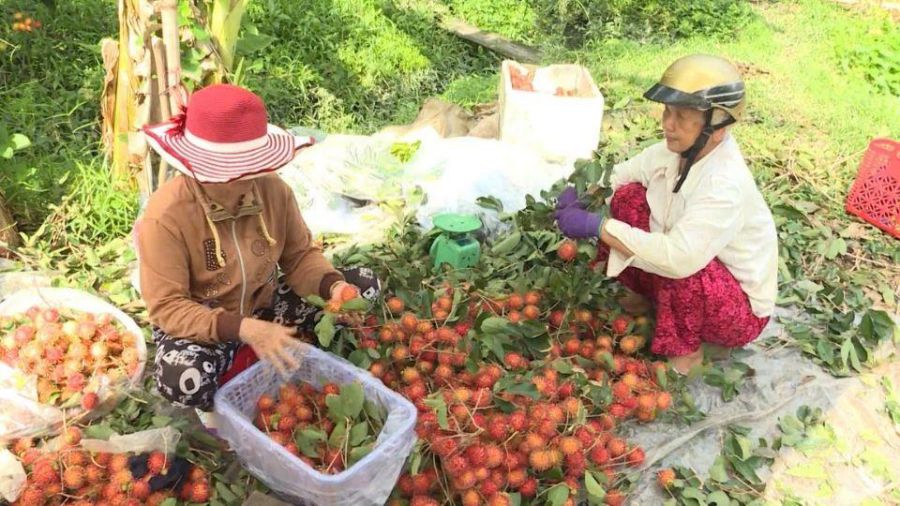역작기 람부탄 가격 하락에도 불구하고 빈롱 농부들은 여전히 시장 개선에 대한 기대를 가지고 있습니다. 사진: 호앙록