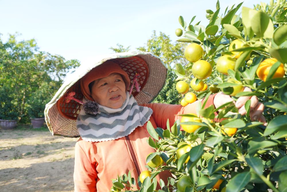 Da Nang Tet kumquats priced up to 2.7 million VND/pot, traders have ordered white gardens. Photo: Tran Thi
