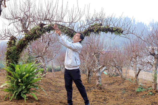 Nông dân vùng cao Phú Thọ tất bật vào vụ đào Tết