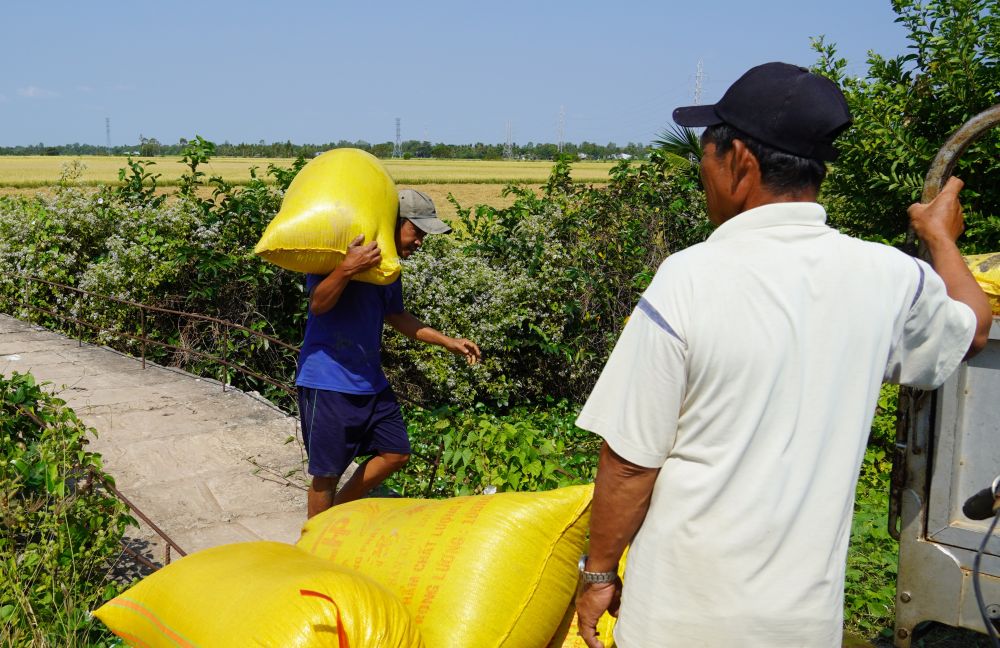 Ong Lam Xia (ao trang) ben ruong lua mot phan da thu hoach xong. Anh: Phuong Anh