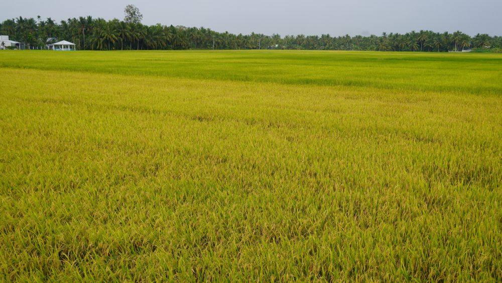 Nhung dong lua khu vuc ven bien Tran De (TP Can Tho) chin vang ruc, cho ngay thu hoach. Anh: Phuong Anh