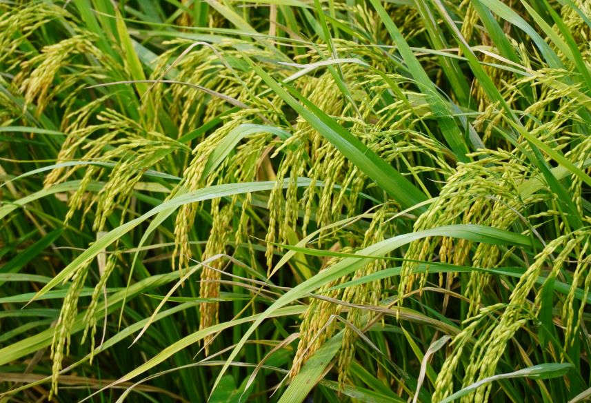 Giong lua chat luong cao giup nong dan ven bien nang cao hieu qua san xuat. Anh: Phuong Anh