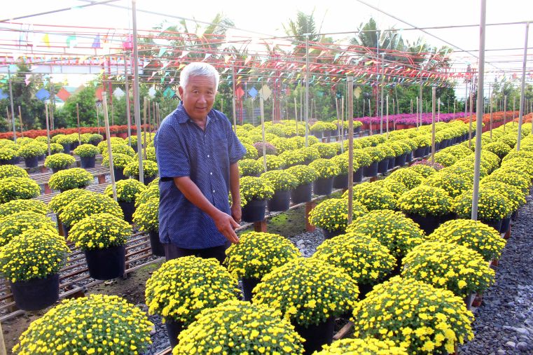 Tet flowers in Sa Dec may increase in price by 10% due to rampant input costs