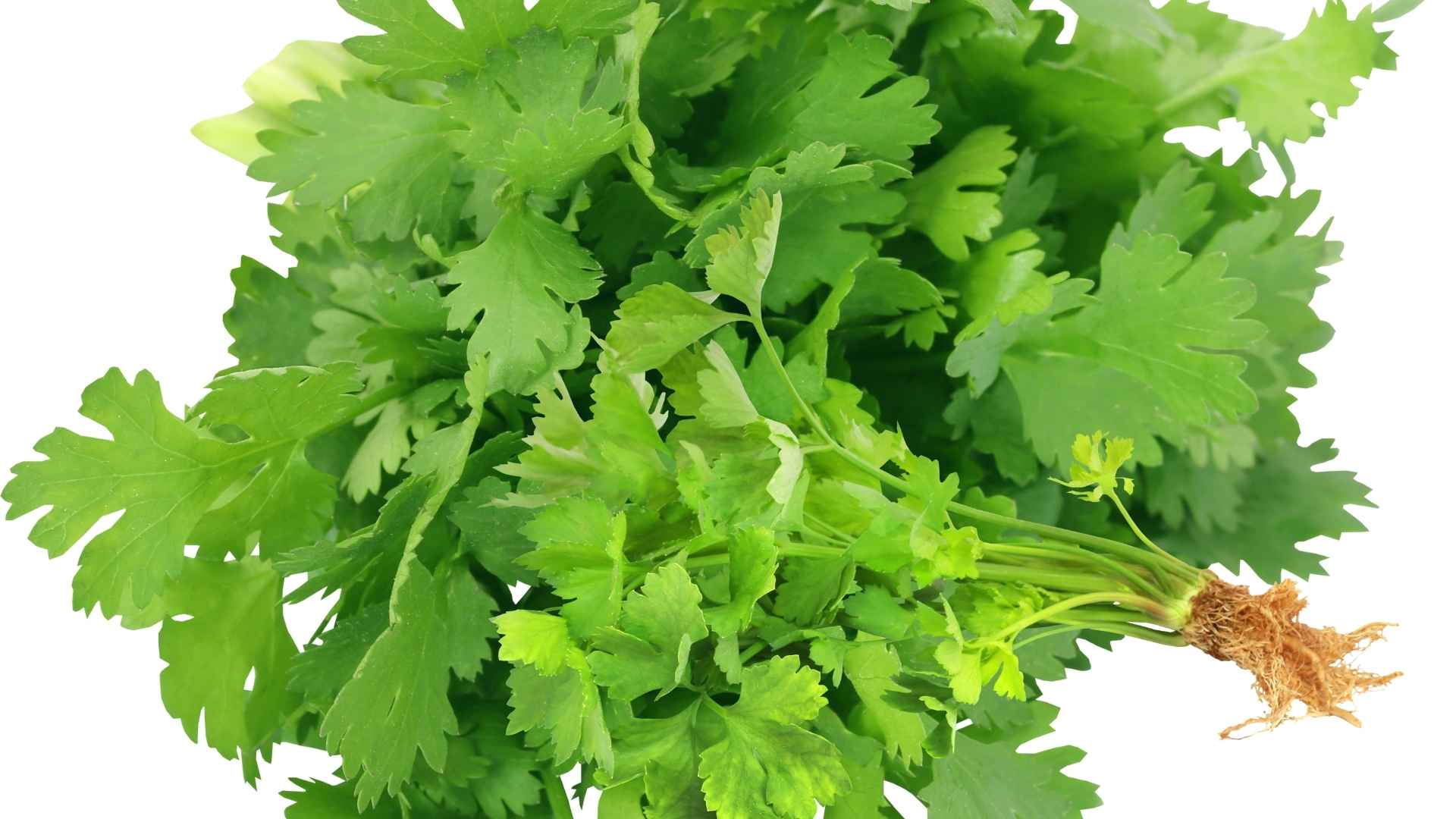 コリアンダーは、おなじみの食事に使われる野菜であるだけでなく、不眠症の治療をサポートするためにも使用されます。グラフィック写真:フオン・ソン