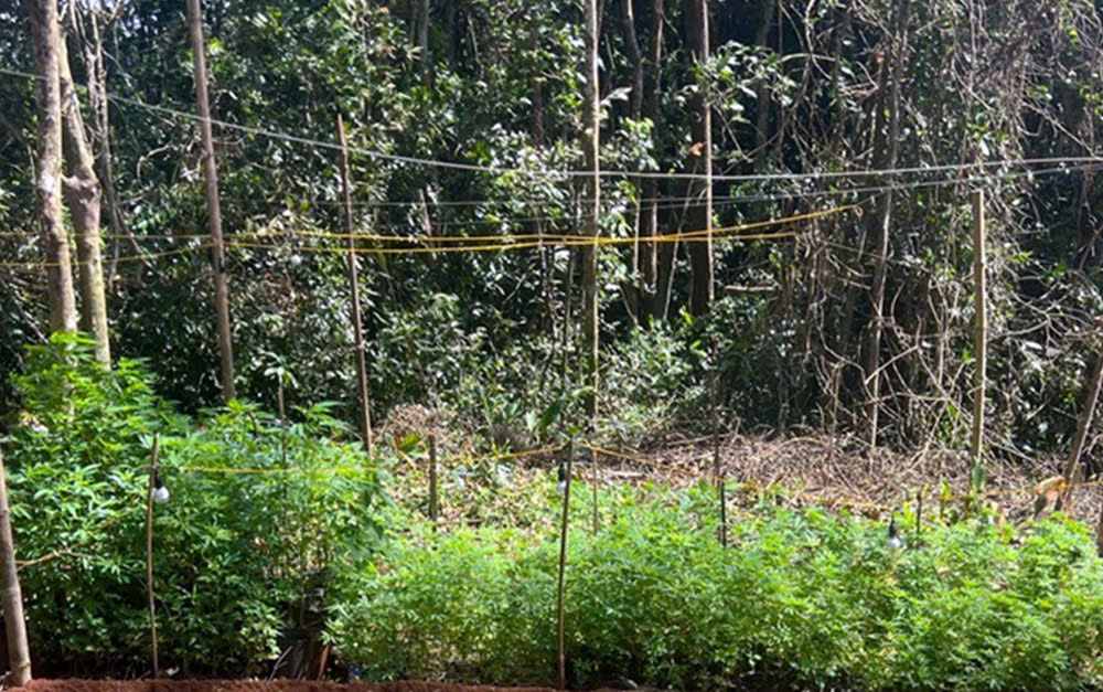 Số cần sa do Phương trồng được công an phát hiện. Ảnh: Công an cung cấp 