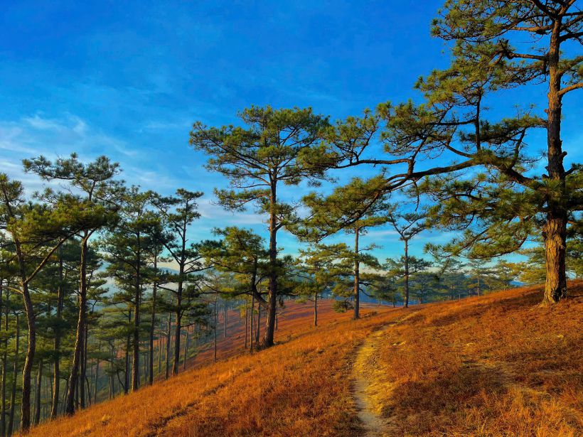 Rung thong tren dinh Mang Lin. Anh: Ngoc Ty