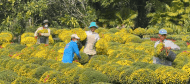 Seasonal workers in Cho Lach commune, Vinh Long province livestream selling Tet ornamental flowers. Photo: Hoang Loc