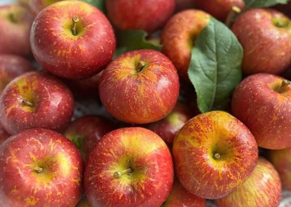 Apples are one of the fruits to eat before going to the gym. Photo: Kieu Vu