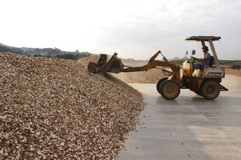 Nguoi dan thon Na San, xa Chieng Mung so che san lat kho. Anh: Binh Khiem