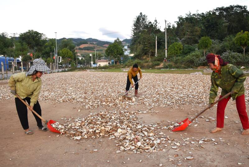 Nguoi dan xa Sop Cop thu hoach va so che san cao san. Anh: Binh Khiem