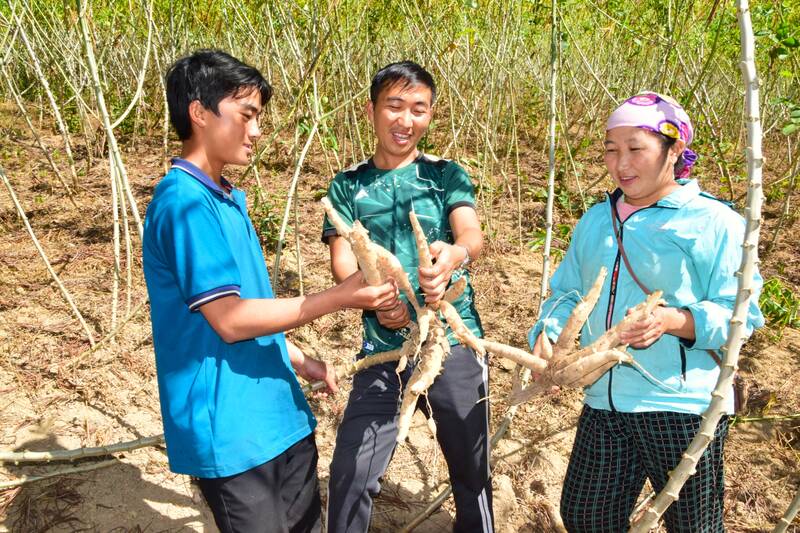 People in Huoi Ai village, Sop Cop commune harvest high-yield cassava. Photo: Truong Son