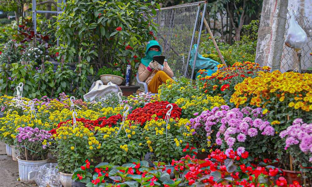 Hoa sau khi dua ve duoc cham soc ky luong, cat tia, tao dang, vao chau truoc khi xuat ban cho cac dai ly hoac ban le ngay tai vuon. 