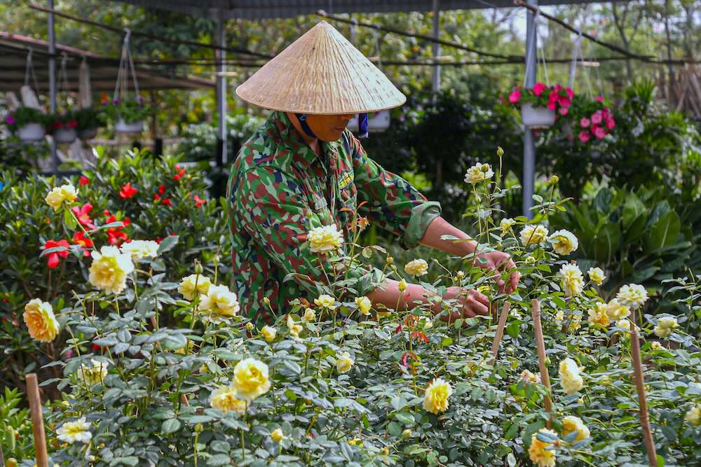 Tu sang som, khong khi lao dong tai cac nha vuon da tat bat, khan truong. Nguoi tia canh, nguoi sang chau, chinh dang cay, nguoi ghi don hang, boc xep hoa de kip giao cho khach. Hoat dong san xuat, buon ban dien ra lien tuc, tao nen nhip dieu nhon nhip dac trung moi dip can Tet.