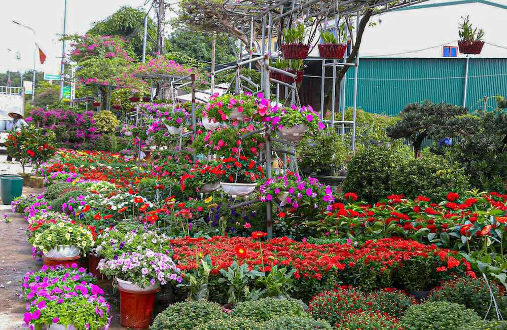 Nho no luc khoi phuc san xuat sau mua bao, nguon hoa, cay canh phuc vu thi truong Tet nam nay van tuong doi doi dao. 