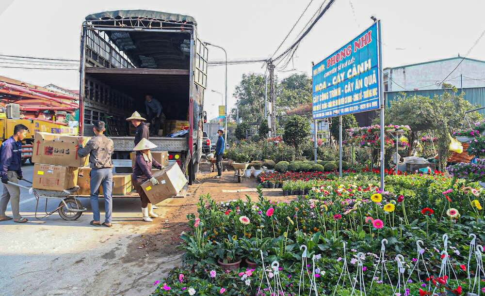 De chuan bi nguon hang da dang phuc vu thi truong Tet, cac nha vuon tren dia ban da nhap them hoa, cay canh tu nhieu tinh thanh trong nuoc.