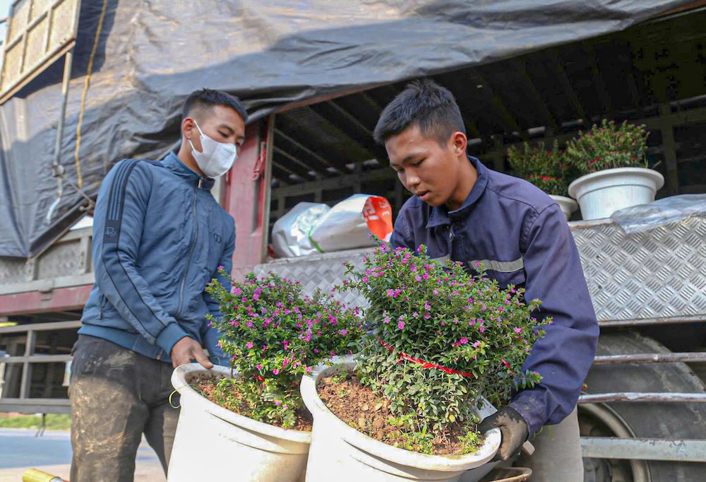 Du viec san xuat gap nhieu vat va do anh huong cua thoi tiet, cac nha vuon van ky vong mot vu Tet “duoc mua, duoc gia”.
