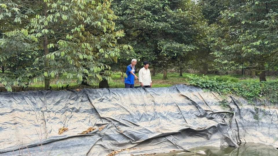 Nong dan xa Quoi Thien dao ao phu bat tru nuoc ngot, chu dong ung pho han man, bao ve vuon sau rieng mua kho. Anh: Hoang Loc