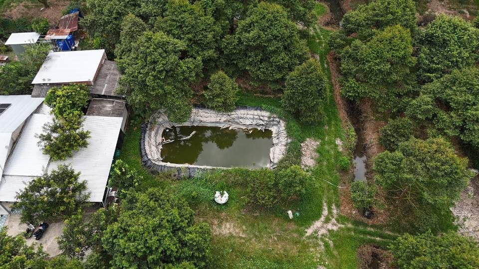 Quoi Thien farmers dig ponds to cover with tarpaulins to store fresh water to cope with saltwater intrusion. Photo: Hoang Loc