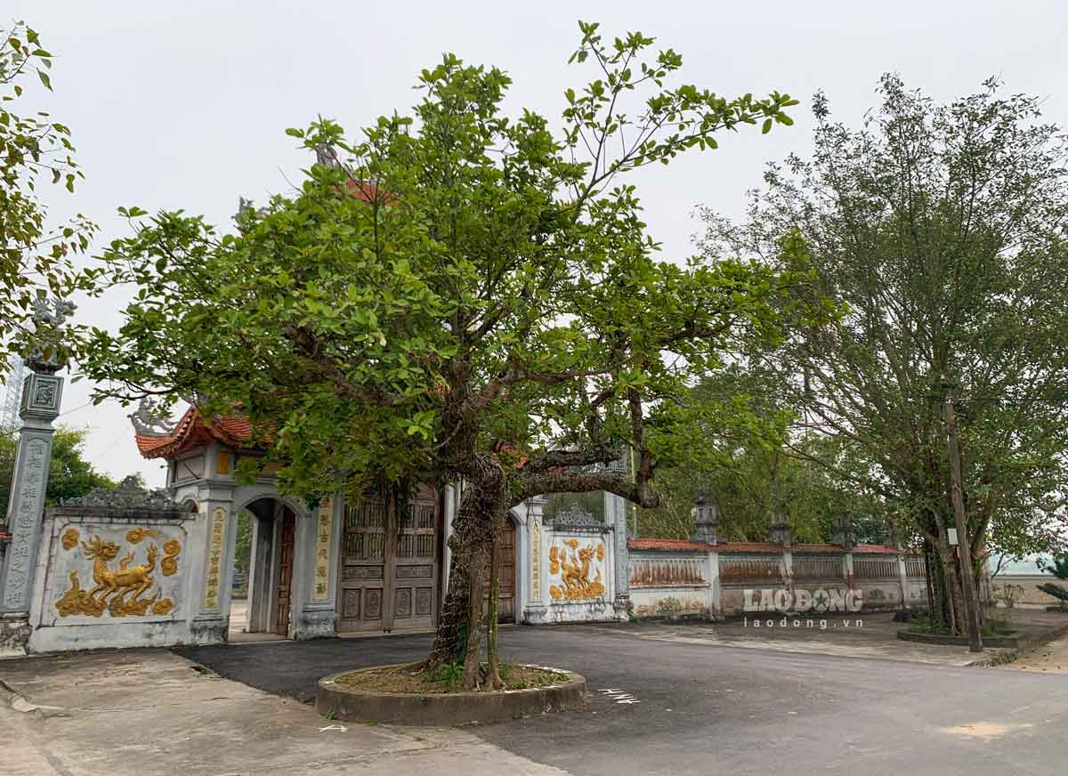 Peaceful space at Phuong Vu Pagoda, Hung Yen. Photo: Luong Ha