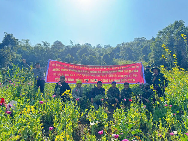 Lực lượng chức năng phá nhổ hơn 1,2 ha cây thuốc phiện tại Lào. Ảnh: Công an Điện Biên