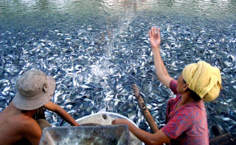 Cham soc ca tra giong. Anh: Thanh Mai