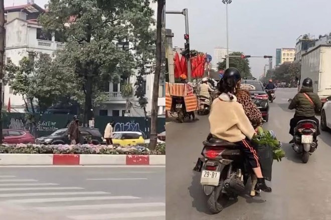 Trộm cây cảnh trên đường phố Hà Nội có thể bị phạt đến 20 năm tù