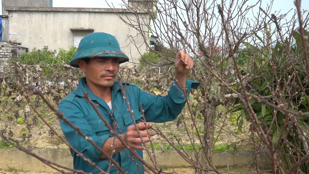 People sadly watch the peach blossom tree die after the natural disaster. Photo: Quach Du