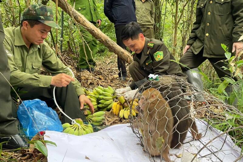 Ta Xua Special-Use Forest Management Board organizes the release of 2 rare monkeys to the natural forest environment. Photo: Ta Xua Special-Use Forest Management Board.