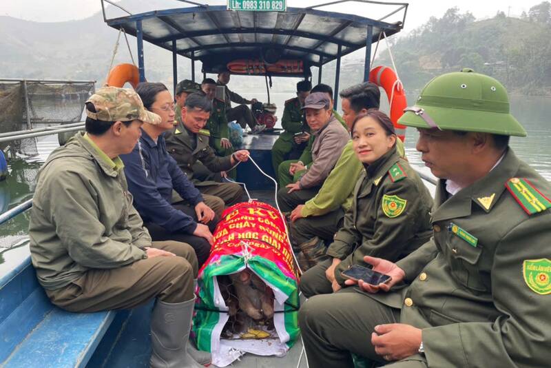 Luc luong chuc nang van chuyen 2 ca the khi den khu vuc rung ban Chieu, xa Muong Coi de tien hanh tha ve tu nhien. Anh: Hat kiem lam rung dac dung Ta Xua.