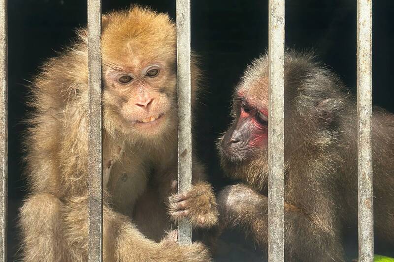 Ca the khi mat do va ca the khi moc duoc tha ve rung tu nhien khu vuc ban Chieu, xa Muong Coi, tinh Son La. Anh: Ban Quan ly rung dac dung Ta Xua.