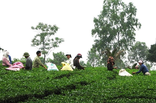 Hanoi has 6 villages and 5 communes in ethnic minority and mountainous areas in the period 2026-2030. Photo: Thuy Nga