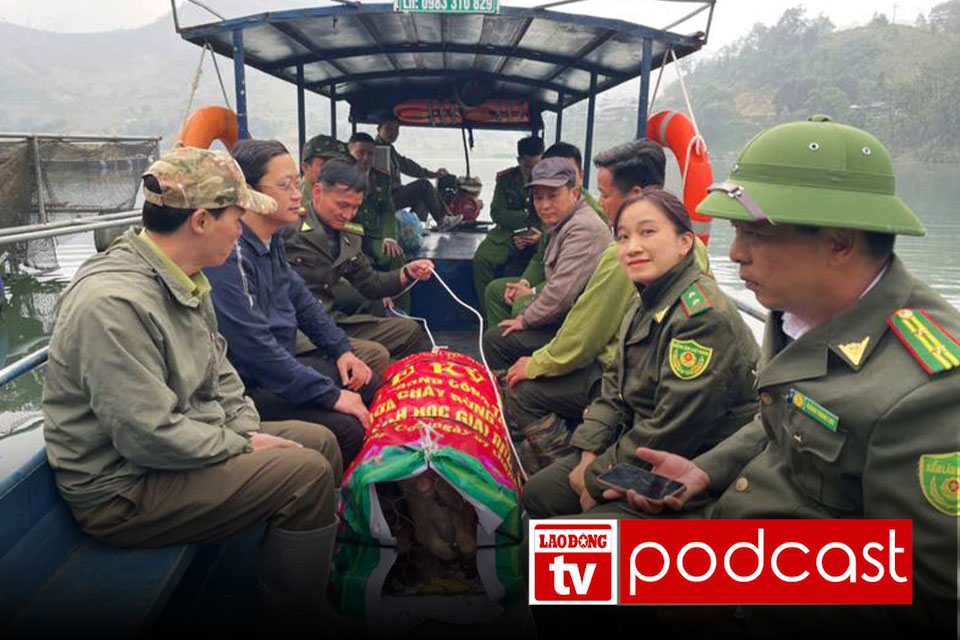 Morning news: Rare group IIB monkey released back to the forest in Son La