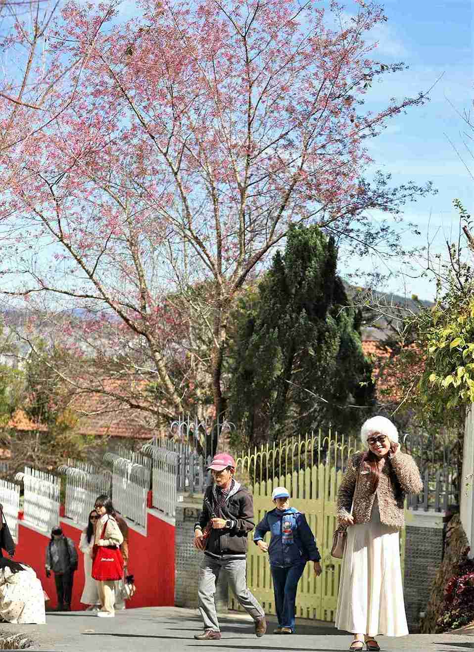 Nhung cay mai anh dao no ro dang niu chan du khach den voi Da Lat dip le hoi. Anh: Phuc Khanh 