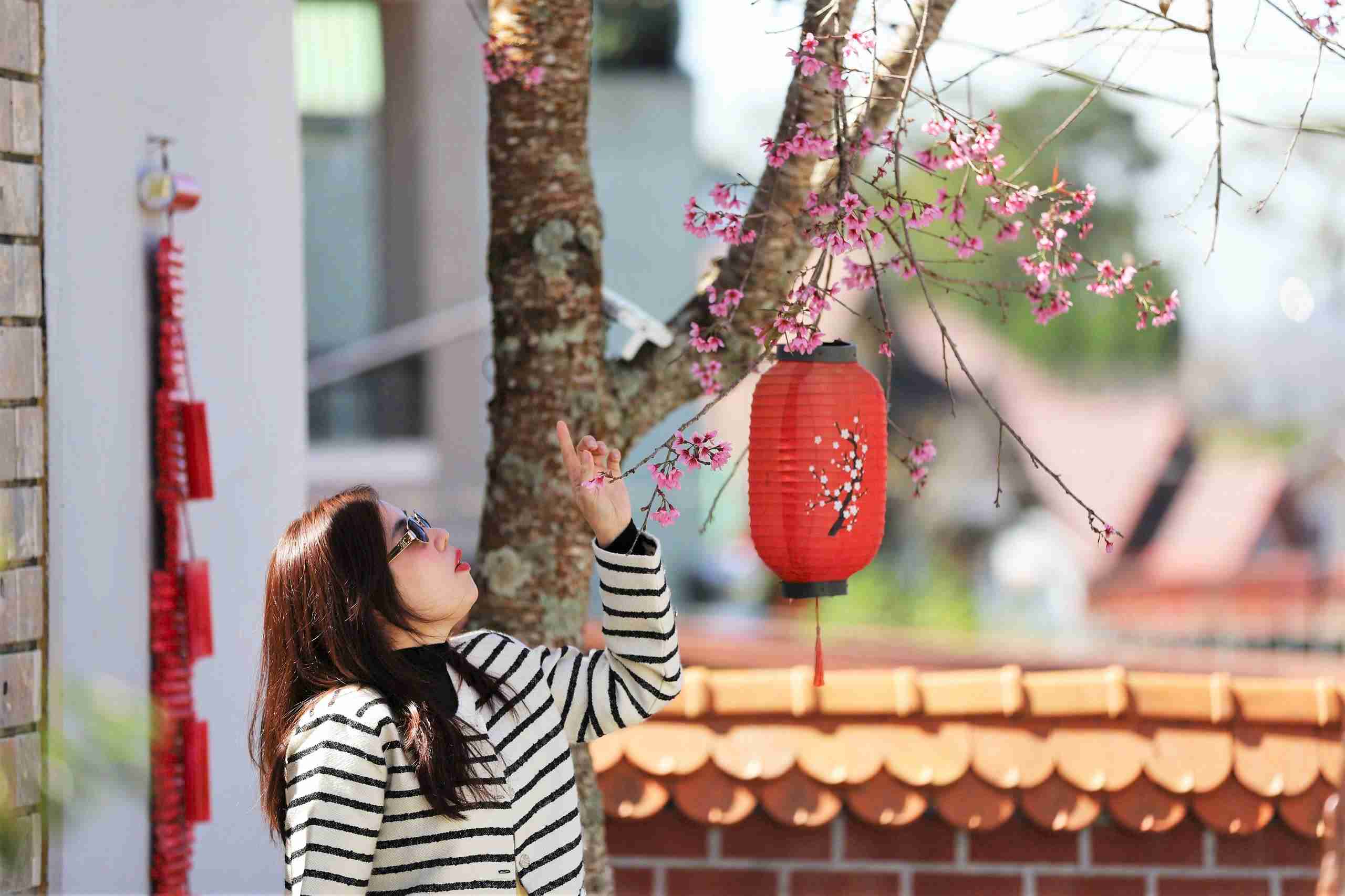 Du khach dam say ben cay hoa mai anh dao dang bung nu giua dat troi Da Lat trong xanh. Anh: Phuc Khanh 