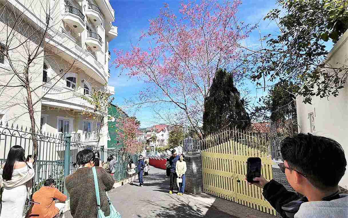 The blooming cherry blossom trees are always a destination attracting a large number of people and tourists. Photo: Phuc Khanh