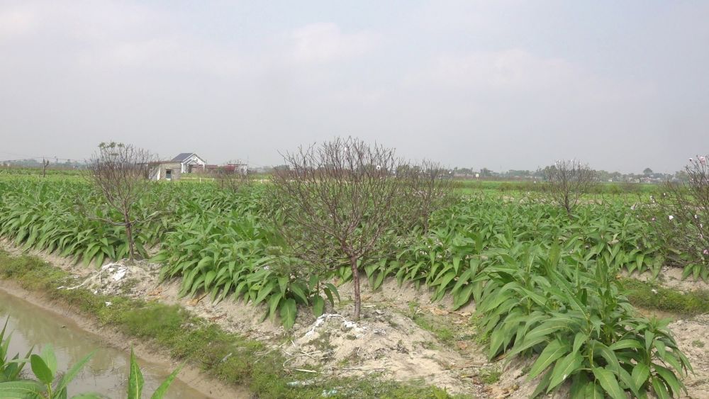 Do so luong dao bi chet qua nhieu, nguoi dan da phai nho dao de trong thuoc lao va hoa mau (loai cay ngan ngay), nham vot vat phan nao thiet hai. Anh: Quach Du