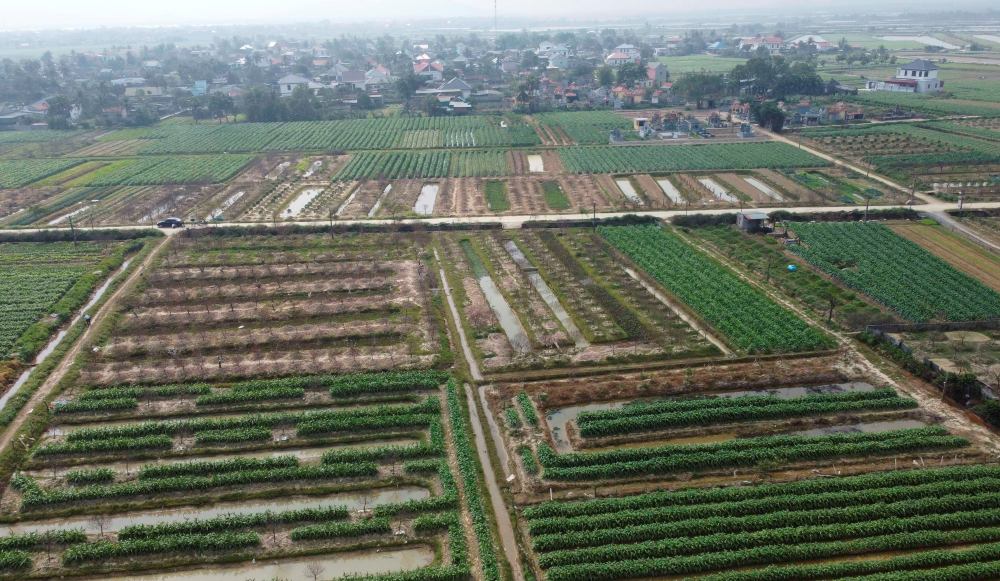 Nhieu ho dan o lang dao Quang Chinh (xa Quang Chinh, tinh Thanh Hoa) bi thiet hai nang vi cay dao bi chet nhieu sau mua bao. Anh: Quach Du